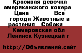 Красивая девочка американского кокера › Цена ­ 35 000 - Все города Животные и растения » Собаки   . Кемеровская обл.,Ленинск-Кузнецкий г.